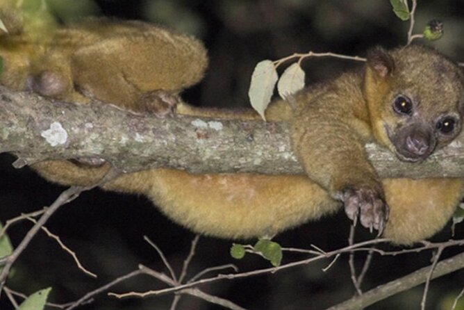 Manuel Antonio Jungle Night Tour - Exploring the Jungle