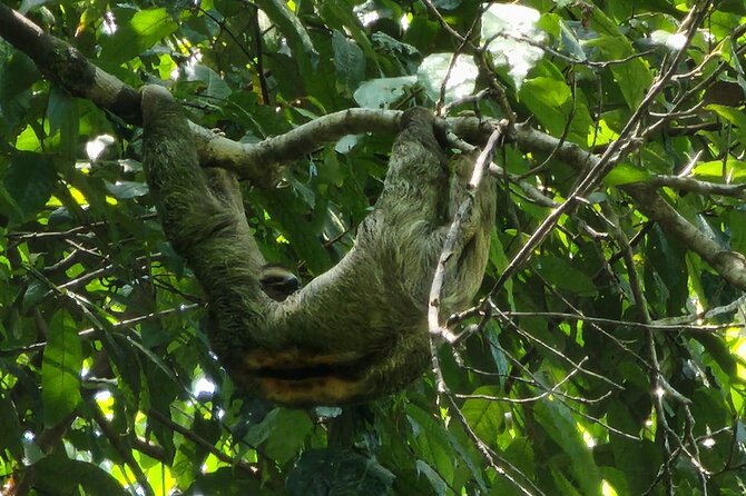 Manuel Antonio National Park Full Day Tour From San José - Inclusions