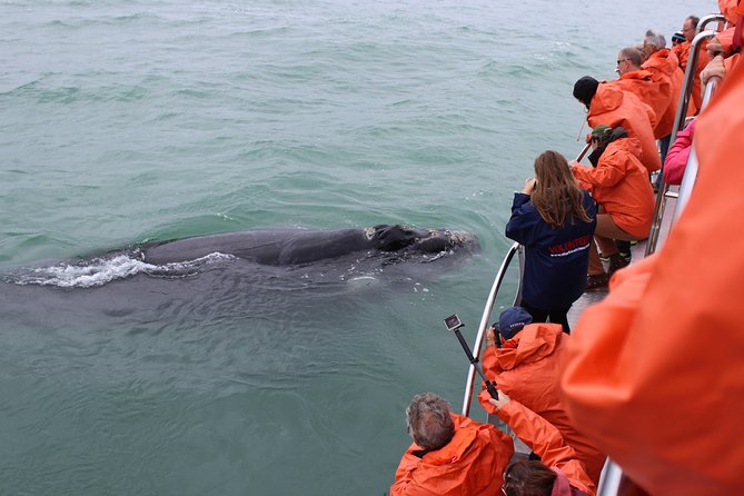 Marine Big 5 Safari With Transport From Hermanus - Guest Reviews and Feedback