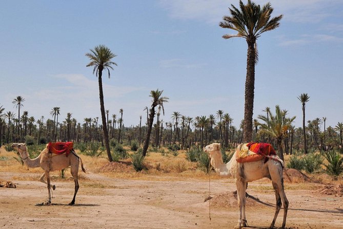 Marrakech Desert Camel Ride - Taking in Berber Culture