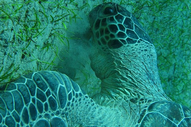 Marsa Alam: Snorkeling at Abu Dabab Beach - Frequently Asked Questions