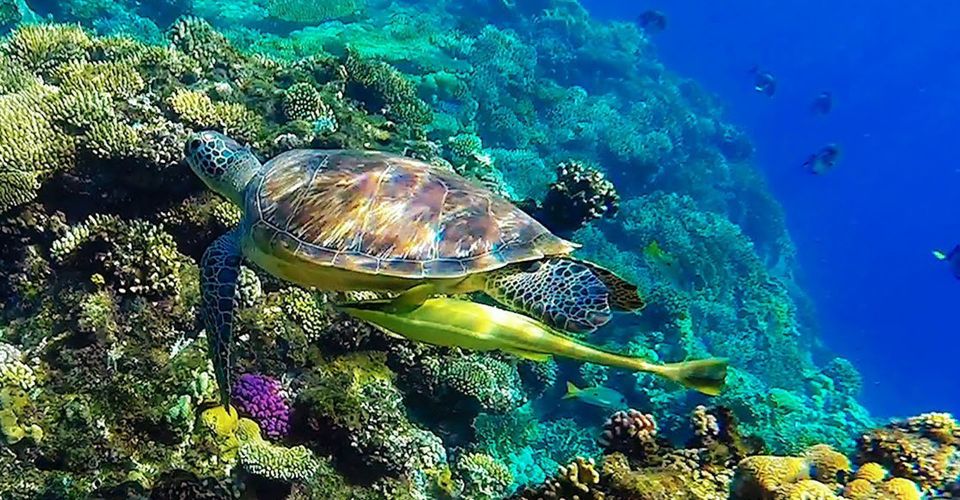 Marsa Alam: Snorkeling Boat Trip With Sea Turtles and Lunch - Whats Included