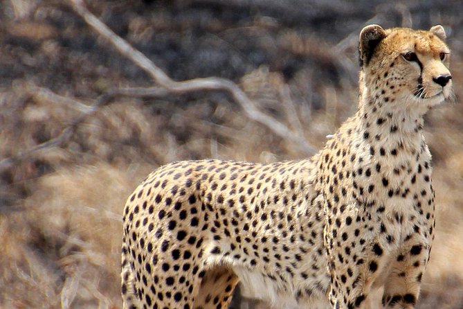 Masai Mara 3 Days Luxury Tented Safari - Accommodation Details