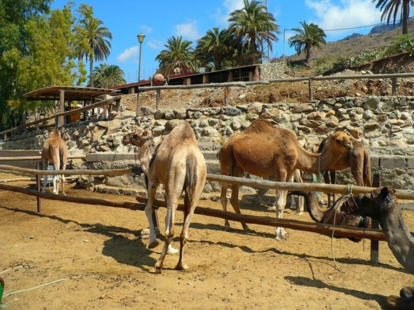 Maspalomas: Guided Camel Ride in the Maspalomas Sand Dunes - Frequently Asked Questions