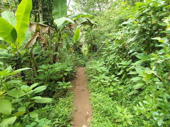 Materuni Waterfalls & Coffee Tour From Moshi - Materuni Waterfalls Exploration