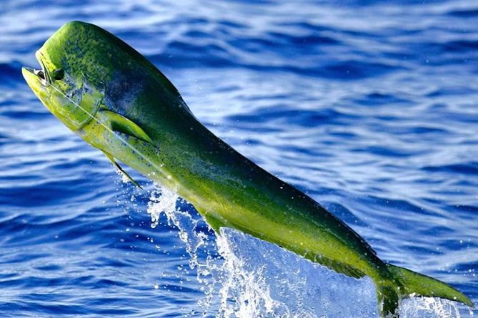 Miami Deep Sea Fishing Charters - Onboard Amenities and Inclusions