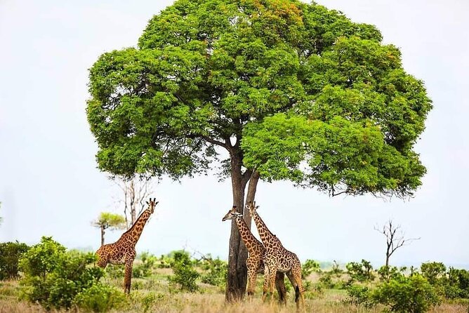 Mikumi National Park Day Trip - Wildlife Viewing Highlights