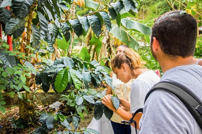 Minca Day-Trip and Coffee Farm Visit From Santa Marta - Practical Information