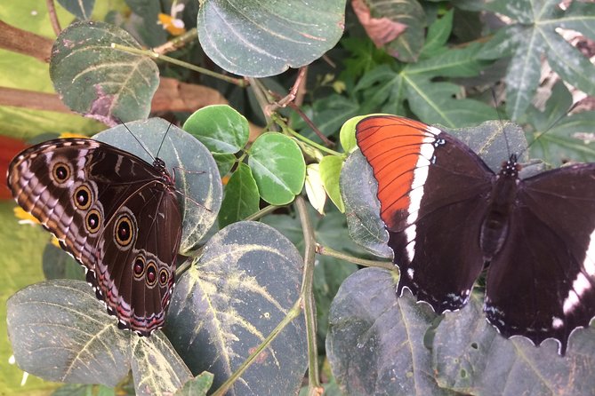 Mindo Cloud Forest (Private Day Trip From Quito) - Pickup and Timing Details