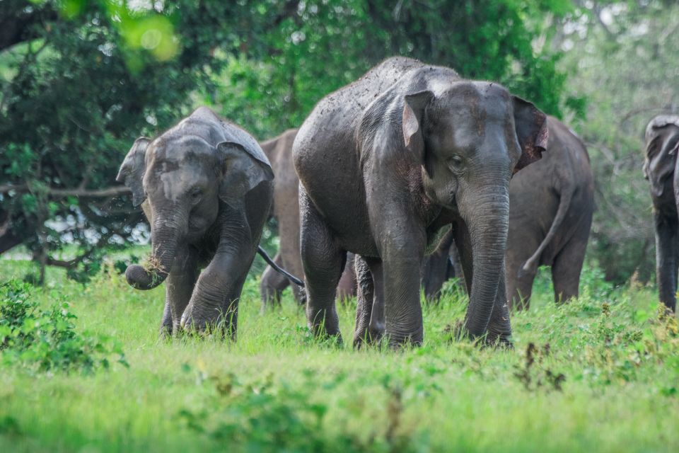 Minneriya Elephant Gathering Spectacle - Logistics and Inclusions