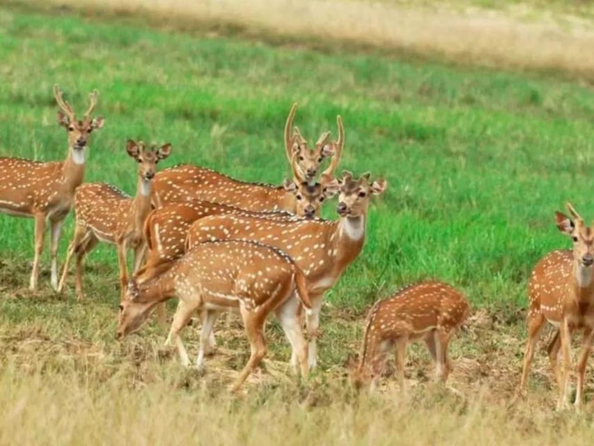 Minneriya National Park: Game Drive and Village Trek - Pickup and Drop-off