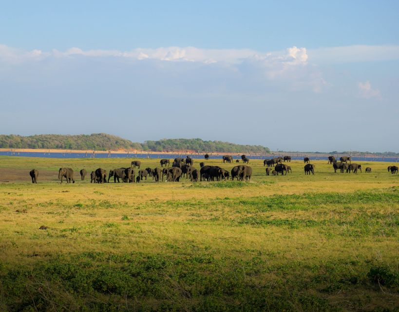 Minneriya National Park Half Day Sri Lanka Jeep Safari - Safety and Restrictions