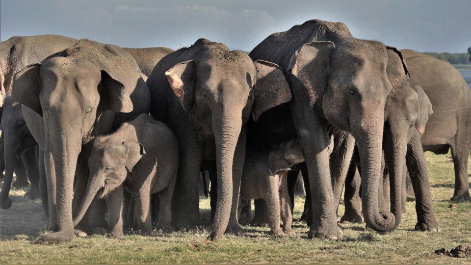 Minneriya National Park: Halfday Jeep Safari With Wild Tours - Inclusive Experience