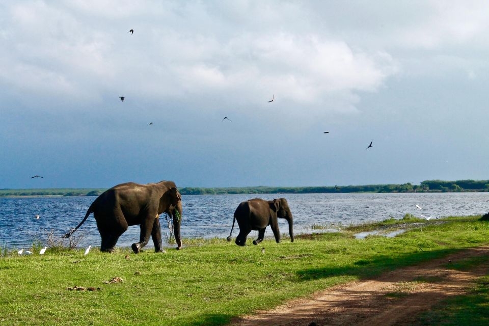 Minneriya National Park Safari With Jeep & Entrance Ticket - Restrictions and Dress Code