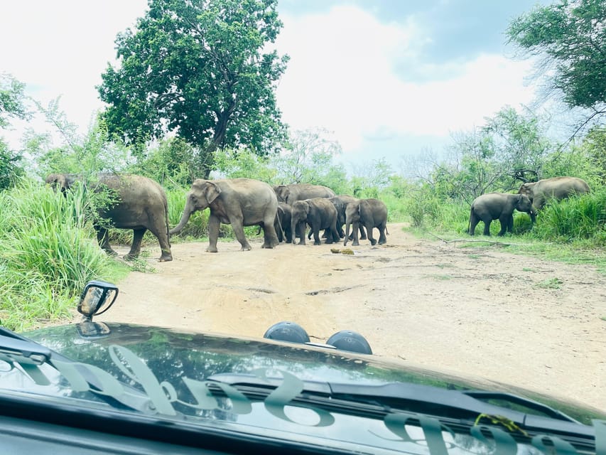 Minneriya Wild Jeep Safari With Free Hotel Pickup & Drop - Photography and Scenic Highlights