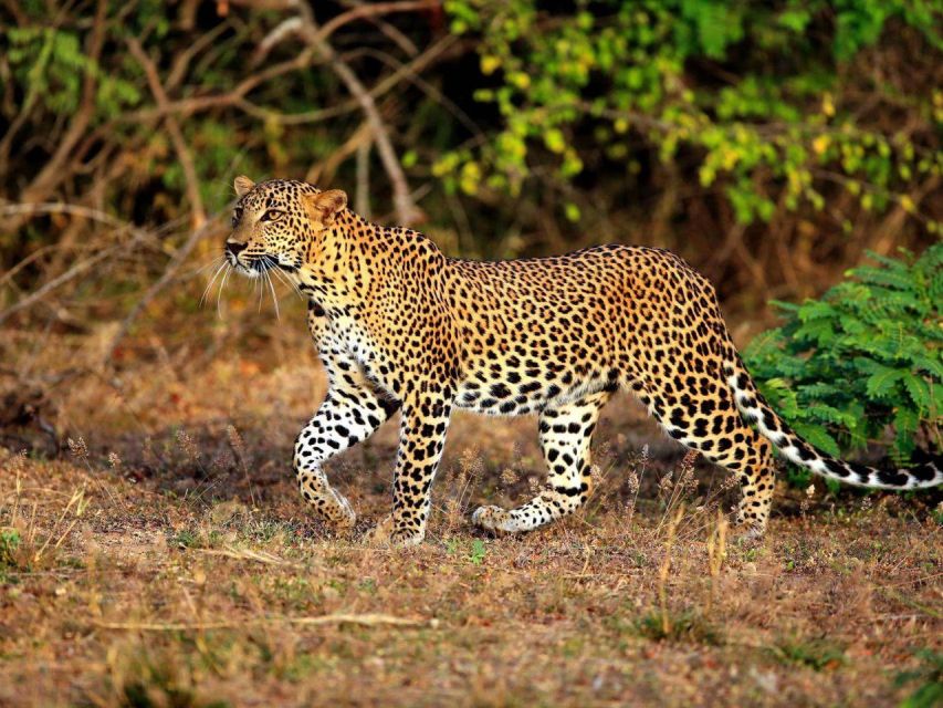 Mirissa/Weligama: Private Half-Day Leopard Safari in Yala - Inclusions and Amenities