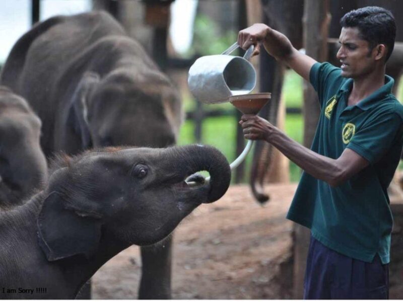 Mirissa/Weligama: Udawalawe Safari & Elephant Transits Home - Cancellation Policy