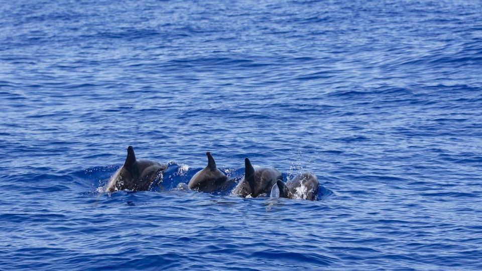 Mirissa Whale Watching Experience With Seafood Lunch - Dolphin Watching Opportunity