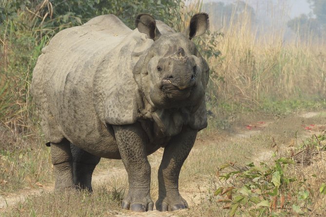 Mission Tiger, 4 Days Tour Inside Chitwan National Park. - Included Activities