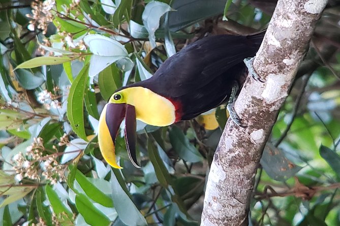 Mistico Park Arenal Hanging Bridges & Volcano Walk - Booking and Cancellation Policy