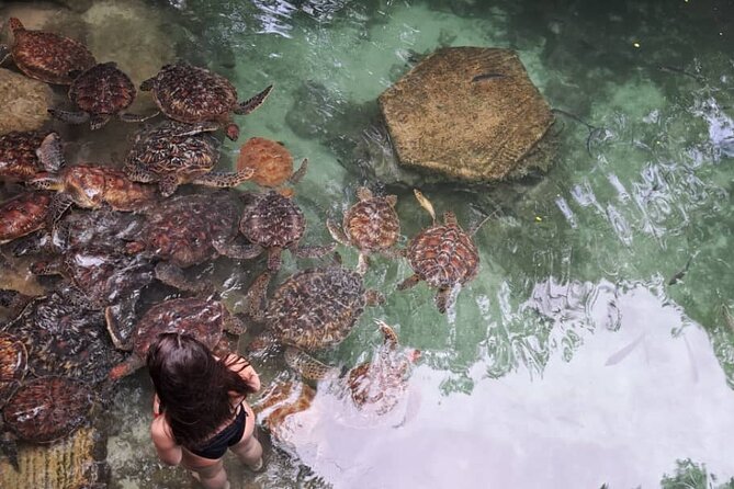 Mnemba Snorkeling, Dolphin and Baraka Natural Aquarium - Snorkeling at Mnemba Island