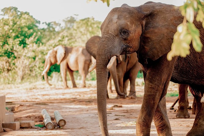Moments With Elephants - Accessibility Features