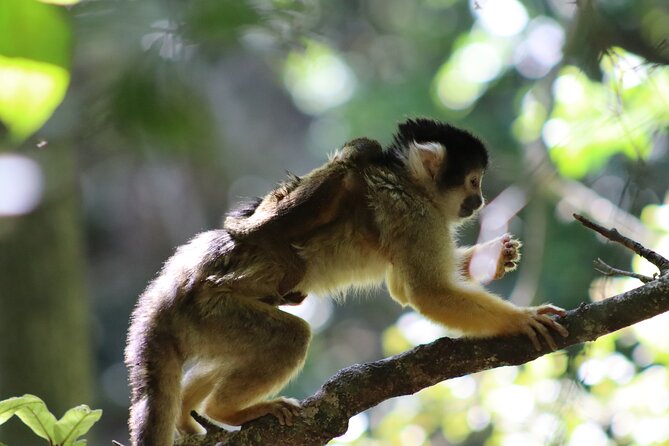 Monkeyland Guided Tour in Plettenberg Bay - Guided Tour Experience