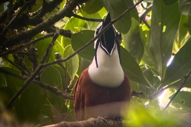 Monteverde Cloud Forest Tour - Health Restrictions and Considerations