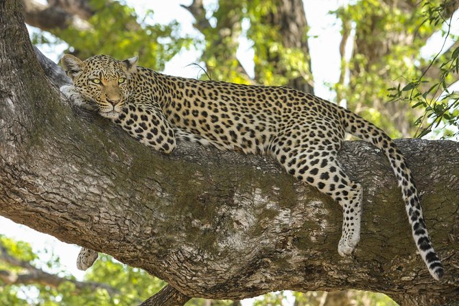 Morning 07 Hour Private Safari at Yala National Park by Yala La Safari Tours - Participant Guidelines and Requirements