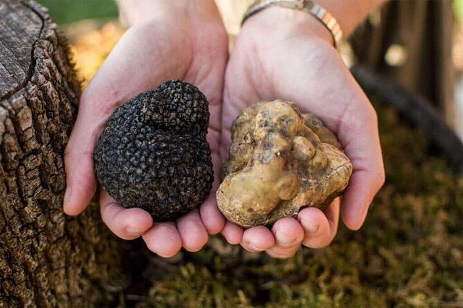 Motovun - Amazing Views & Tasty Truffles (From Rovinj) - Participant Eligibility