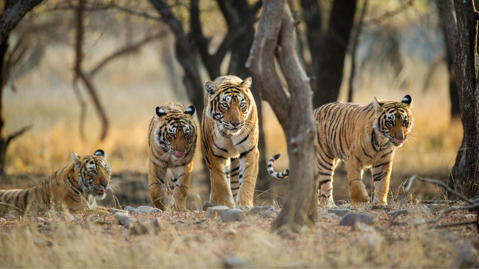 Multi Luxury Tour 5N 6D/Jaipur Ranthambore Agra Mathura - Agra Monuments