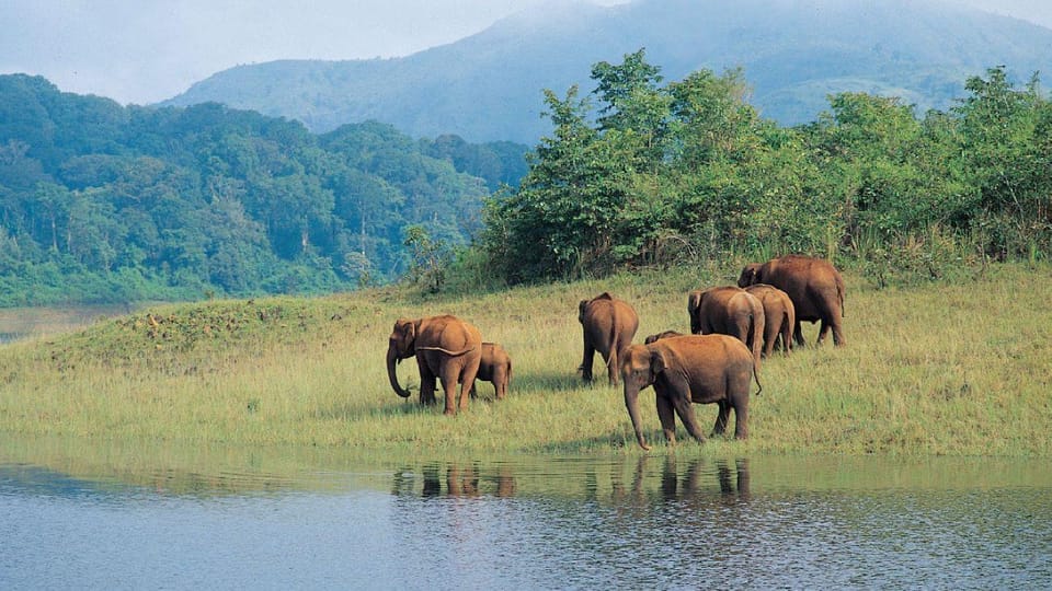 Munnar Hill Station With Periyar Wildlife Tour (03 Days) - Transportation Options