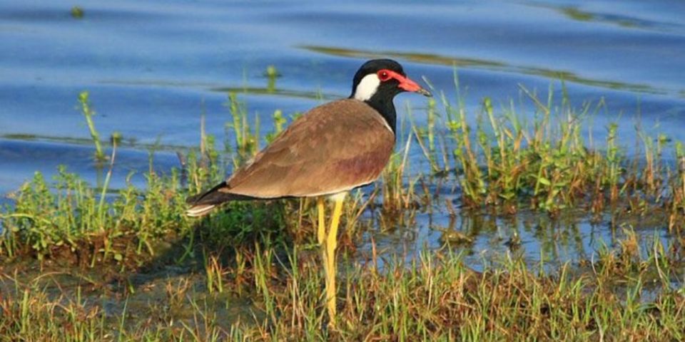 Muthurajawela: Wetland Bird Watching Tour From Colombo! - Participant Information