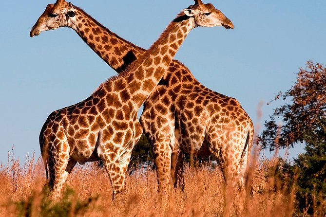 Nairobi Airport Layover Half Day Tour to Nairobi National Park - Customer Testimonials
