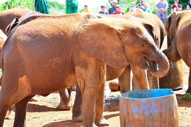 Nairobi National Park and Giraffe Center - Tour Inclusions and Logistics