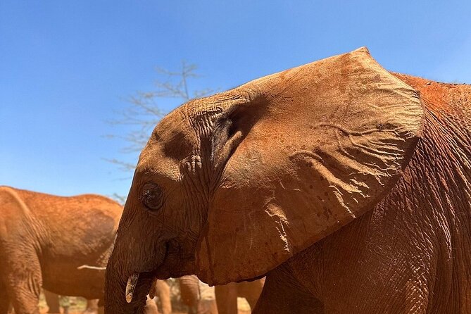 Nairobi National Park, Baby Elephant Orphanage and Giraffe Center - Guest Feedback