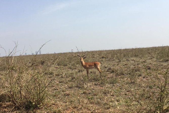 Nairobi National Park Game Drive. Free Airport Pick / Drop Off. - Customer Experiences