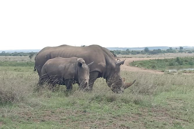 Nairobi National Park Game Drive With Free Pick Up Group Joining - Exploring Nairobi National Park