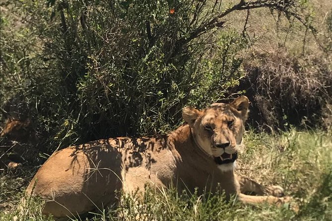 Nairobi National Park Guided Half Day Tour Game Drive- FREE WIFI - Cancellation Policy