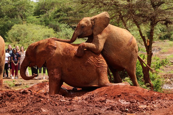 Nairobi National Park Private Safari - Pricing Structure and Policies