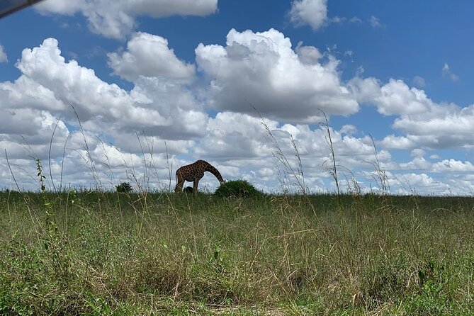 Nairobi National Park,Giraffe Centre, Karen Blixen Museum. - Pricing Structure