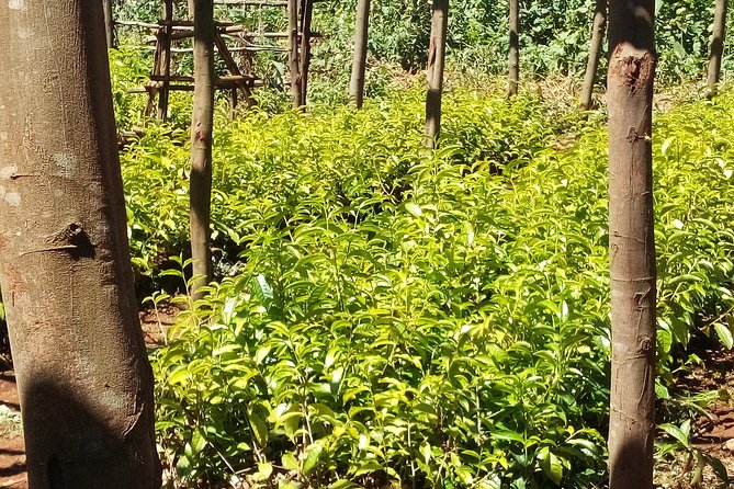Nairobi to Kiambethu Tea Farm Tour - Admission and Accessibility