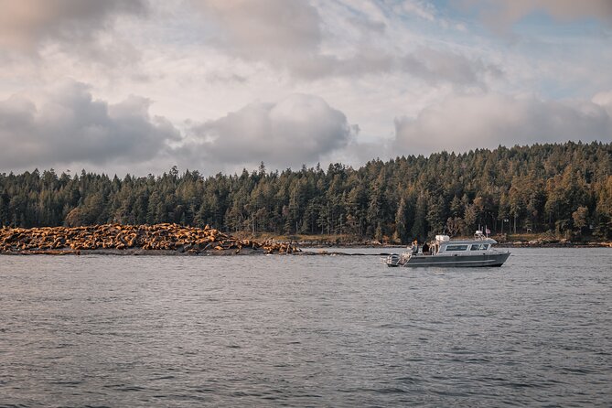 Nanaimo Whale Watching in a Semi-Covered Boat - Guided Experience and Insights