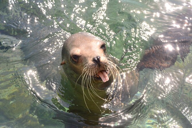 Nassau Harbor Boat Tour: Blue Lagoon, Pig Island, and More - Notable Mentions