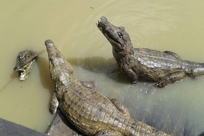 Native Aquatic Species, Jungle Hike & Animal Rescue Center -All Tickets Included - Health and Accessibility Considerations