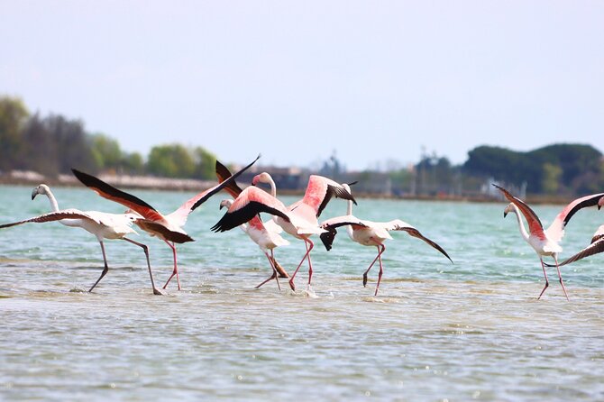 Nature Kayak Tour: Exploring Europe's Largest Lagoon - Participant Requirements