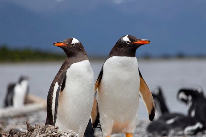 Navigation Through the Beagle Channel to the Penguin Colony - Final Verdict On This Stay