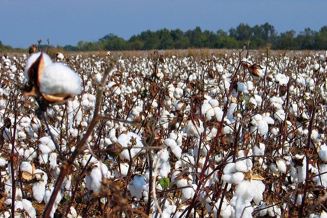 New Orleans Plantation Driving Tour - Booking and Pricing