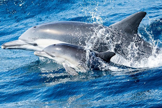 Newport Beach Whale and Dolphin Watching Cruise - Spotting Whales and Dolphins