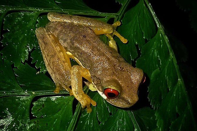 Night Hike Wildlife Observation in Santa Elena Monteverde - Tour Capacity and Accessibility